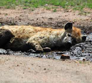 Lieblingsbeschäftigung einer Tüpfelhyäne