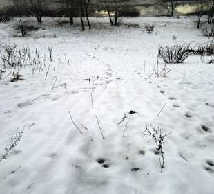 Birkensee im Winter 2012 Luft +8C