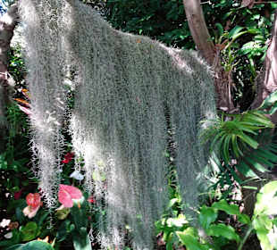 Rundgang durch den Botanischen Garten der Domaine