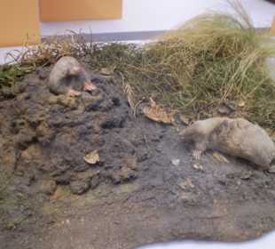 Zoologisches Forschungsmuseum Alexander Koenig