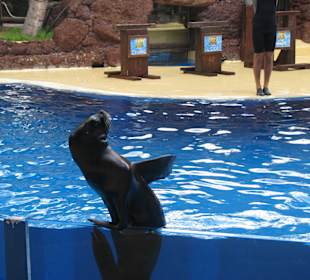 Seelöwenshow - Adiós