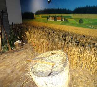 Gerste für die Bierherstellung