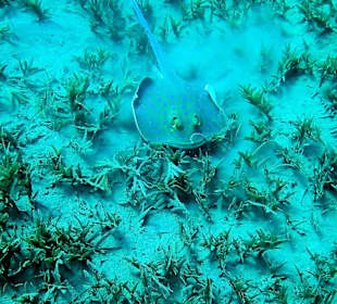 Tauchen in Abu Dabab