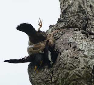 Tigerpython und Hirtenstra- der Lauf der Natur