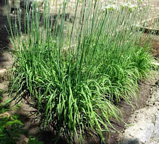 Im Kräutergarten des Tappeinerweges