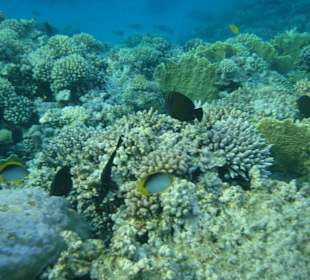 Was für ein schönes Riff!