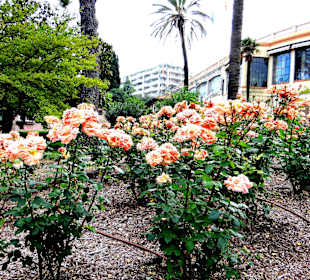 В Грассе везде растут розы