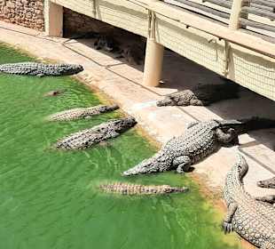 Krokodilfarm Animalia