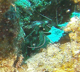 Tauchen bei der DiveConnection über Oototo gebucht