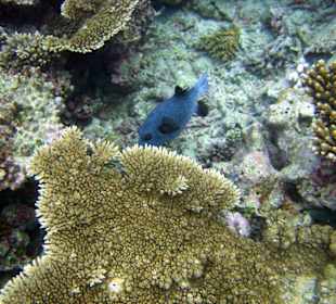 Schöne Unterwasserwelt