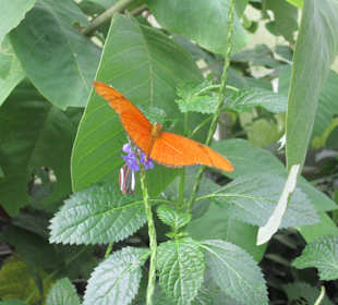 Im Schmetterlingshaus