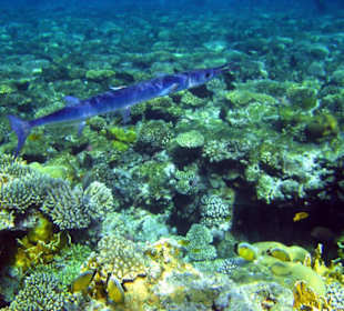 Am Hausriff Hotel Baron Resort