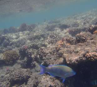 Šnorchlování Abu Dabab