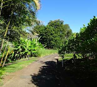 Weg zur Abteilung der Kakteen
