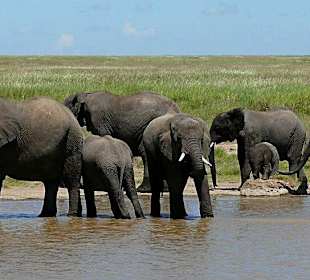 Elefanten mit viel Durst