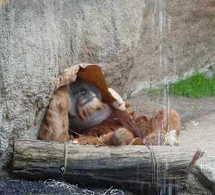 Orang - Utan