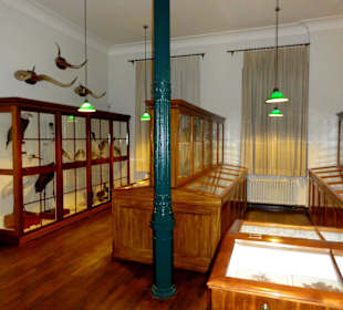 Naturalien-Kabinett des Landesmuseums