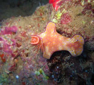 The Caves fotoggrafiert von Saba mit den Tigger Augen.