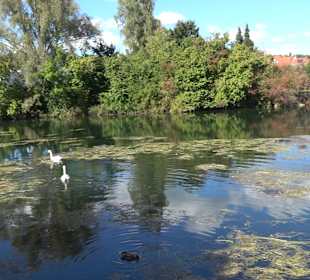 Schaukelweg an der Donau