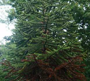 Monkey Puzzle