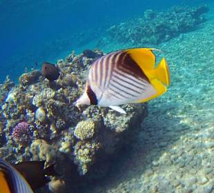 Schnorcheln Dahab
