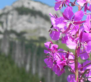Tatrzański Park Narodowy