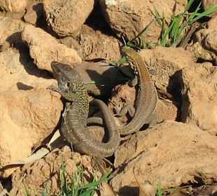 Eidechsen im Taoro-Park