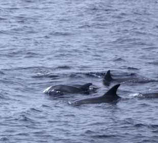 Eine kleine Delfinfamilie