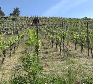 Früchtetrauf - Wurmlinger Kapellenwegle