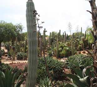 Und noch mehr Kakteen