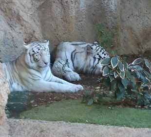 Weiße Tiger 