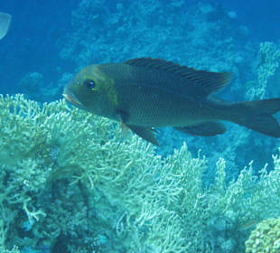 Грустный окунь с голубыми глазами