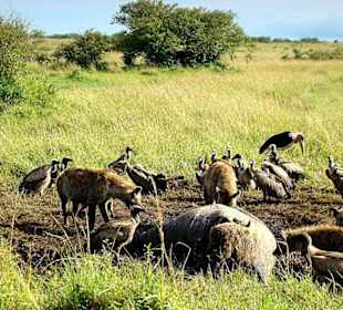 Hyänen und Geier warten schon