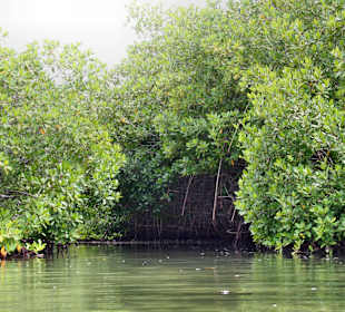 Mangroven Lac
