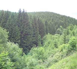 Herrlicher Thüringer Wald