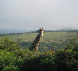 Giraffe (Jeepsafari)
