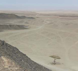 Ein Baum in der Wüste