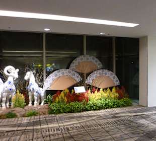 Rok kozy na lotnisku