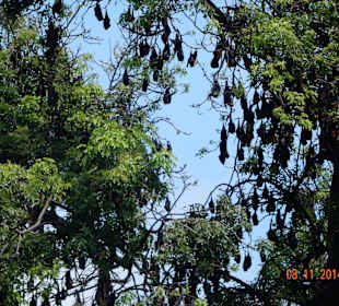 Fledermäuse gegenüber der Aufgangstreppe