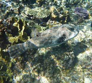 Schnorcheln Marsa Alam