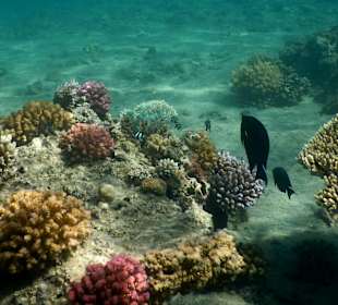 Schnorcheln Marsa Alam