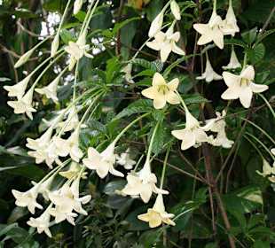 Botanischer Garten Kandy