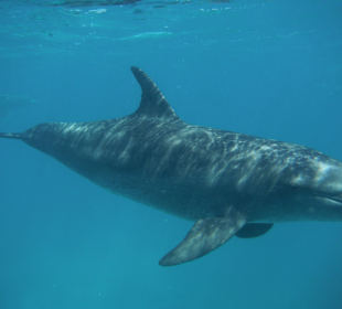 Er war so nah das man ihn kaum aufs Foto bekam