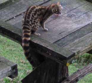 Großfleck Ginsterkatze, kein MAROZI