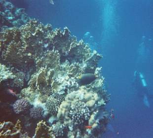 Taucher am Hausriff