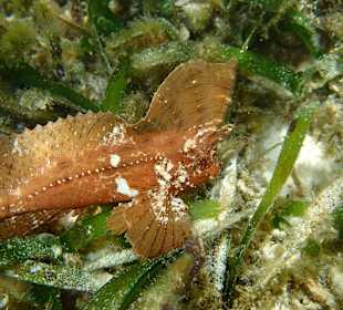 Im Seegras versteckt