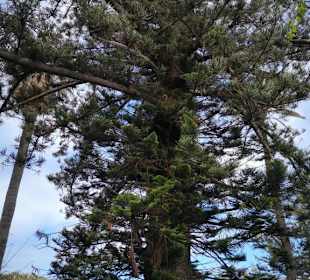 Typischer Baum auf Teneriffa