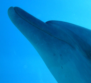 Delfinschwimmen Hurghada