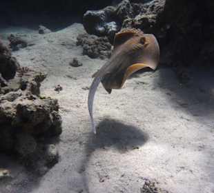 Schnorcheln am Hausriff