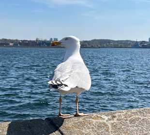 Falckensteiner Strand